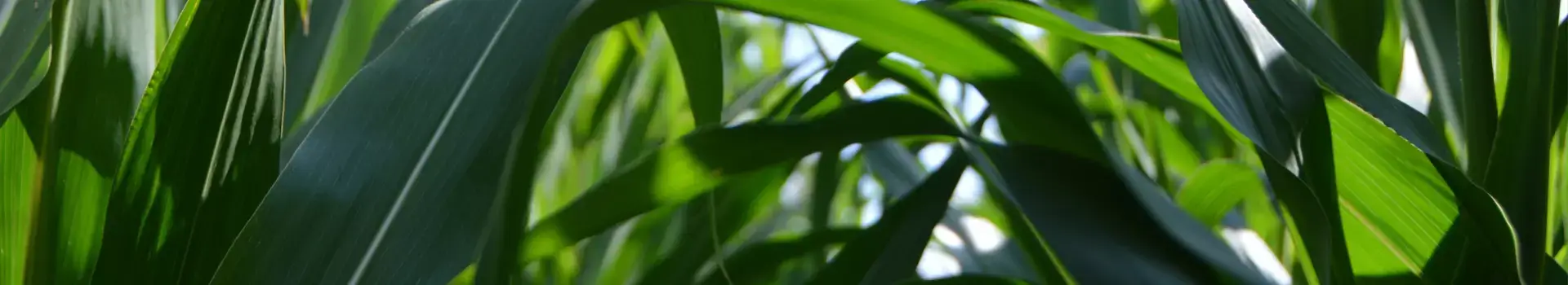Team Agriventure